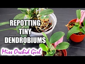 Repotting Dendrobium Orchid seedlings