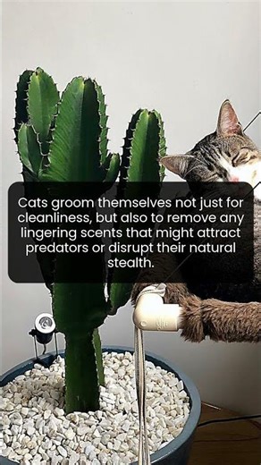 The surprising benefits of a cat's self-grooming ritual