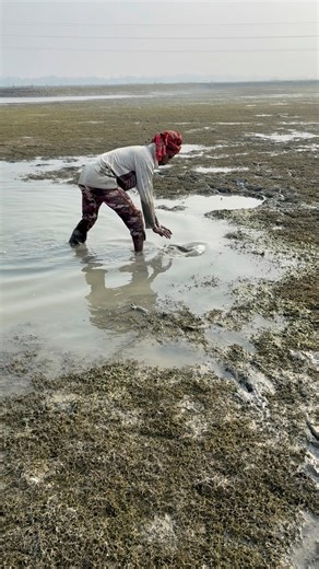 430K views · 2K reactions | amazing hand fish catching #fishinglife | Fishing Sundarban BD | Facebook