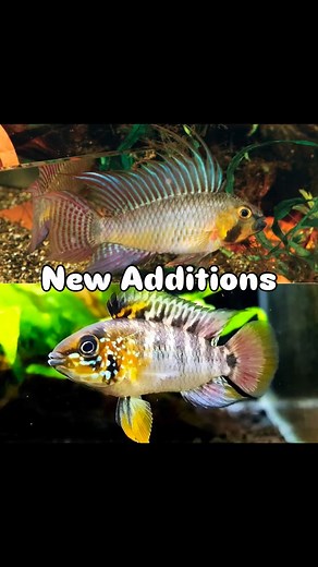 🍁🍂Visited our friend @touching_the_aroid Tim in the mountains today and picked up some new Apistos! Very keen to see how the D37 will turn out. 🍂🍁 #cichlid #apistogrammas #apistogramma #apistograma #southamericancichlids #southamericancichlid #aquarium #fish #fishtank #aquascape #aquariumhobby #aquascaping #freshwateraquarium #plantedtank #aquariums #aquariumfish #tropicalfish #plantedaquarium #aquariumlife #nature #follow #aquariumsofinstagram #freshwater #cichlids #fishkeeping #freshwaterf