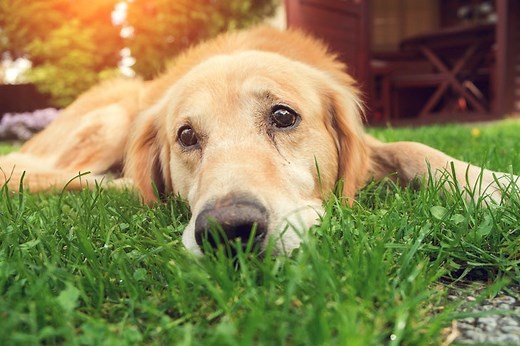 Happy Tail Syndrome in Dogs: Signs, Symptoms, Treatments