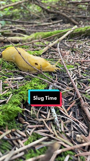 Exploring the Forest Floor with Banana Slugs