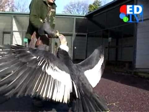 Biggest Bird in the world