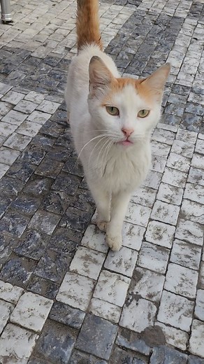 cat#catofday #catloversclub #catsofinstagram #cats_of_instagram #catlove #catactivity #catlife #reeldaily #reelsinstagram | Kadikoy Patileri