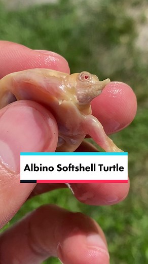Meet the Albino Chinese Softshell Turtle