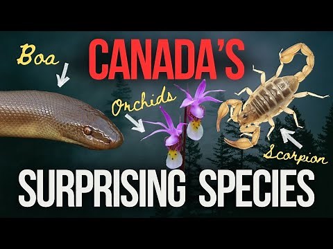Canadian Plants and Animals You Might Not Expect