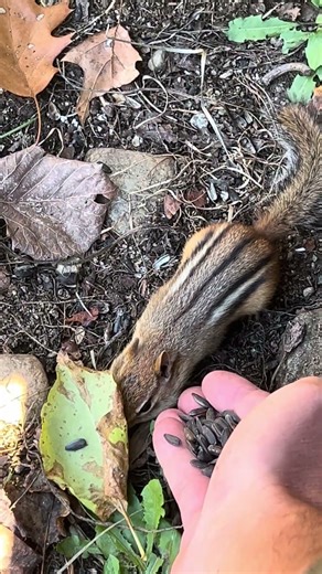 Hand feeding Trevor the Chipmunk. #nature #chipmunk