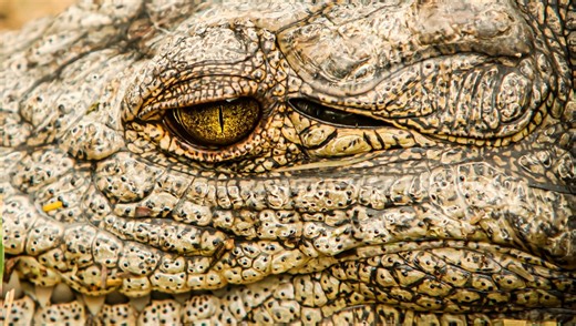 Now 124 Years Old, Henry Is The World's Oldest Known Crocodile – And He's A Big Boy