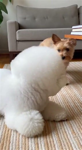 Bichon frise and Toto – Cairn Terrier EP 44 #bichonfrise #bichonfrize #cute