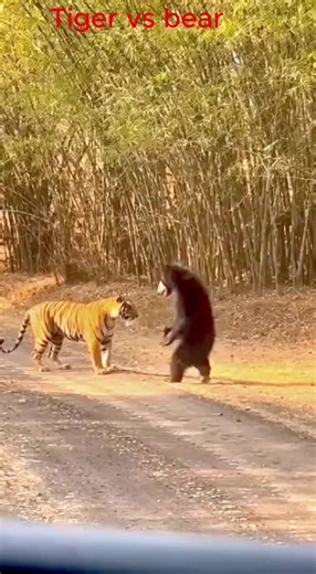 Fascinating Animal Behaviors Captured in Stunning Video