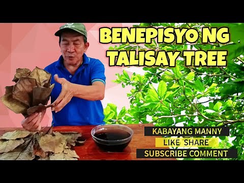 Talisay tree benefits