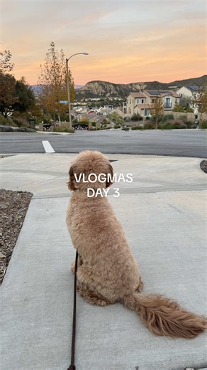 Literally all I did today. 🤭 #bellyscratches #goldendoodle #doodles #vlogmas