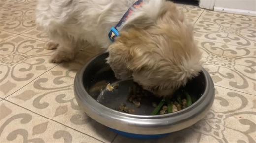 Kobe - our long term deaf and blind senior Shih Tzu foster dog - is enjoying some green beans in his dinner tonight 😊🫛 | Five Freedoms Farm