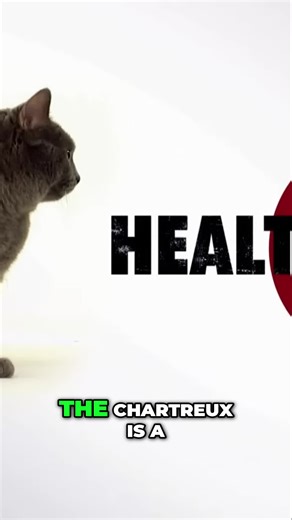 Chartreux cats: Low-maintenance? Think again! 😻 That waterproof coat needs WORK. Worth it? 👀 #catfacts #chartreux #catgrooming #waterproofcat #cathealth #doublecoat #cattips