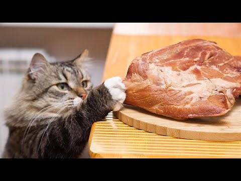 Funny Cats Stealing Food! Try Not To Laugh!