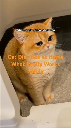 The safest home care for cat diarrhea How to help your cat recover naturally #CatHealth #CatCare