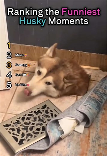 Ranking the Funniest Husky Moments