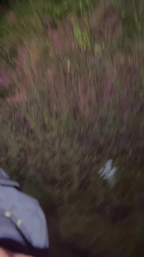 Exploring Cows in Nature: A Day Outdoors