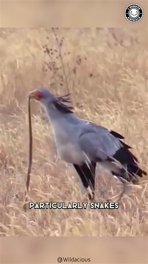 Secretary Bird 🦅 The Bird That KICKS Snakes! Long legs, sharp aim, and brutal precision. It hunts by stomping venomous snakes to death. Graceful in looks — savage in action. #secretarybird #wildlife #animalfacts #1minuteanimals | 1 Minute Animals