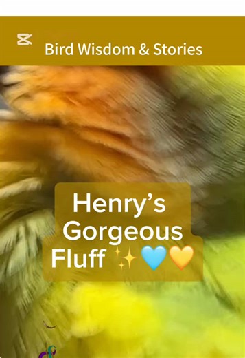 Up close, you can see every tiny feather doing its job: keeping him warm, healthy, and ridiculously beautiful ✨ Lovebirds really are living artwork. 🎨 #HenryTheLovebird #FeatheredFun #FeatherDetails #FluffyBird #BeautifulBirds