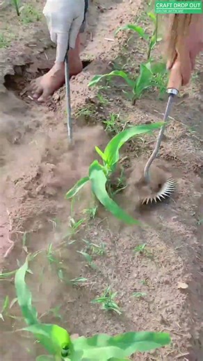 🌿⚙️ Star-Spiked Hand Cultivator for Surface Weeding and Soil Loosening