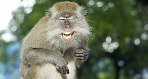 Do Monkeys Laugh? (Do Any Animals Laugh?) - UntamedAnimals