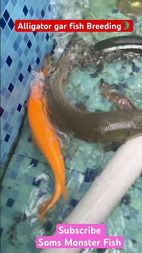 Alligator🐊gar fish breeding tank setup India golden albino alligator gar fish growth #fish #shorts
