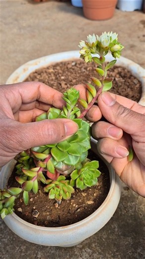 The leaves of the flower stalk of Sedeveria letizia can be used for propagation.