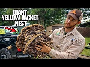 Removing 3 Giant Yellow Jacket Nests... I Got ATTACKED!