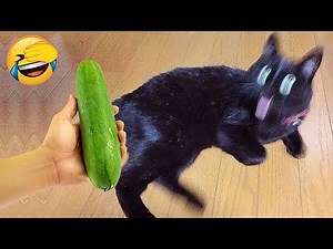 Try not to laugh 😂 Best funny cats and dogs 2025 😹🐶 Part 9