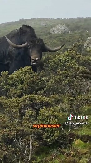 Discover the Fascinating Sapi Monster Phenomenon