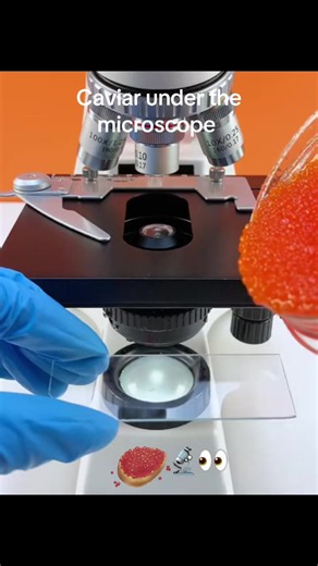 Caviar 🔬 600x #creatorsearchinsights2026 #microscope #현미경 #fup #caviar