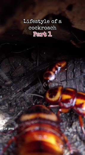 Lifestyle of a Cockroach: Part 1 Insights