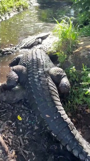 Got a giant Crocodile 🐊 here that puts gators to shame 🐊