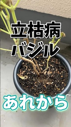 立枯病バジル あれから・・・