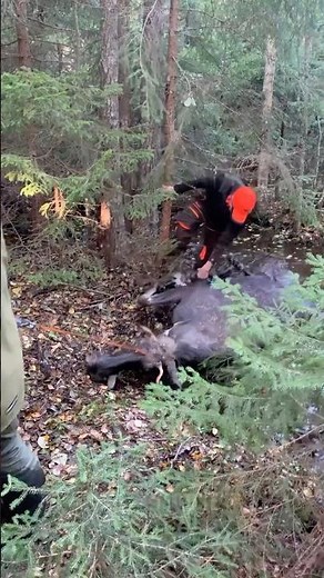 🫎 MOOSE-PULLING 🫎