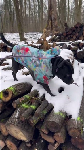 Staffy vs. Winter: Forest Exploration! ❄️🐾 #shorts #staffy #dogtraining