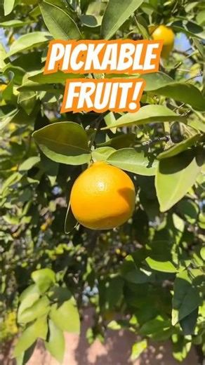 Pickable Fruit at the Airbnb #travelvlog