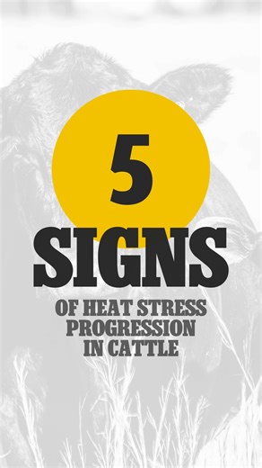 Early detection is key to managing heat stress in cattle. Know what to look for in your herd. | Ritchie Automatic Waterers