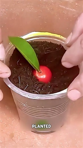 How to grow a mandarin tree from a graft?