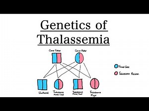 Genetics of Thalassemia | inheritance Pattern