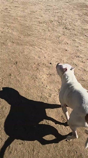 Enrichment Activities with Moon Pie #puppy #cute #dogcoach #petcareprovider #doglife