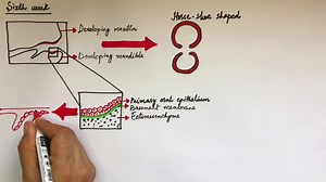 Developmental stages of the tooth which includes initiation, bud and cap stages. You can watch the full video by clicking on the link below 👇 https://youtu.be/WjM3-ymWb3I Please make sure to like and subscribe. #dentalmania #dentalstudents #dentistryvideos #oralhistology #budstage #capstage #toothdevelopment | DentalManiak