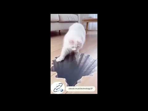 ¡Cuidado con el hueco! 😱 Gatos confundidos por el 3D