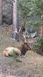 857K views · 10K reactions | Elk are in their recovery phase - seeking seclusion and cool areas to relax. Their coat is so think they get hot if the temperature is above freezing. | Good Bull Outdoors | Facebook
