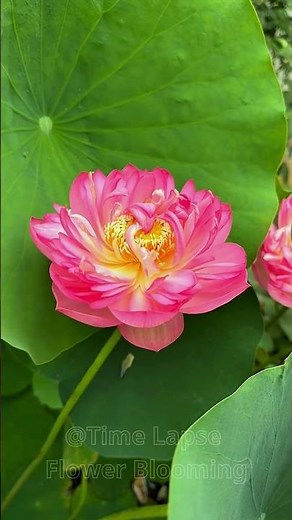 Witness the Miracle: Lotus Flower Time-Lapse #timelapse #flowers #lotus