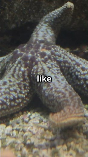 Asexual Reproduction Nature's Shortcut!