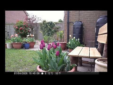 Tulips Blooming Time Lapse Day & Moonlight