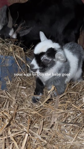 Send this to someone who needs to buy you a mini goat!!!! #minigoat #babygoat #farmlife #fallingwaterfarm #minibabygoat