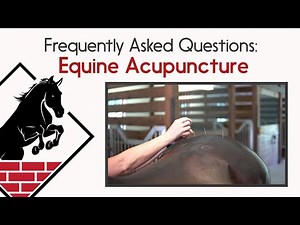 Equine Acupuncture- Frequently Asked Questions!